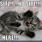 funny-pictures-kitten-begs-you-not-to-sit-on-him