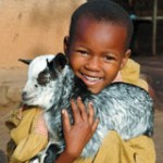 goat goat