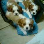 Cindy's Puppies Cindy's Puppies