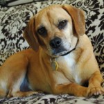 Jake on the Bed