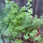 herbs