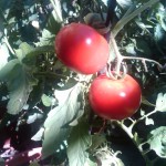 summer 2010 tomatoes