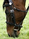 race horse grazing 01