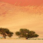 Desert Trees