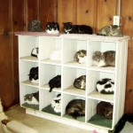Organized Cats Organized Cats